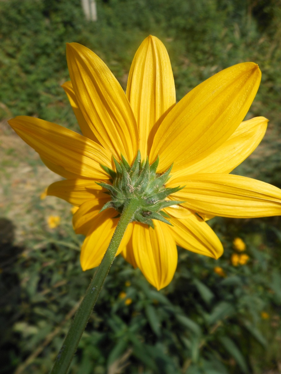 Helianthus laetiflorus Pers.